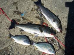 風が強いのですが!!　泉大津RT　7日あさ…