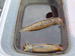 兵突ＲＴ　イカとタコなど