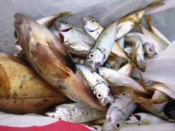 食コンAM4時に豆アジ　ハネも