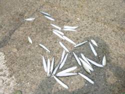 【イワシ爆釣、時々アジ】アジュールＲＴ