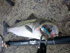 武庫一でメジロ！シーバスも狙える♪