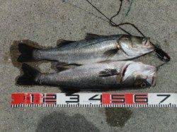 【投げ釣りで良型ハネ♪】南芦屋浜