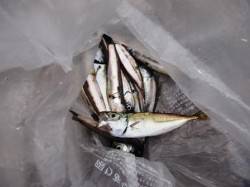 夕方に豆アジ大漁？泉大津店31日お昼ＲＴ