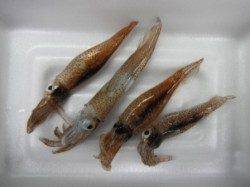 スルメはどうだ?!ムコイチ釣行