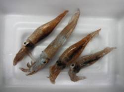 スルメはどうだ？！ムコイチ釣行