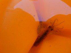 兵突のイワシ、スルメ、ハネ、ガシラ!