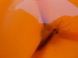 兵突のイワシ、スルメ、ハネ、ガシラ！