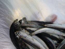 朝の兵突のカタクチイワシ、タコ、ガシラ！