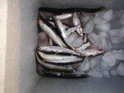 【サビキオンパレード♪】南芦屋浜