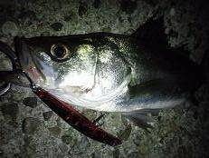 武庫川～西宮周辺、バチ抜け絶好調！