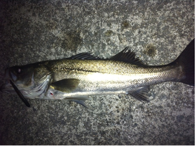 神戸沖堤防のバチ抜けシーバス情報♪