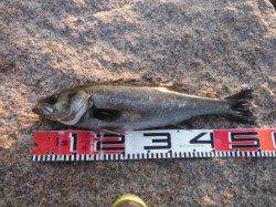 【エビ撒きで良型ハネＧＥＴ！】南芦屋浜