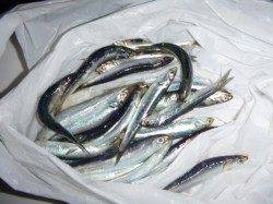 夜の兵突釣りガールもマアジ！