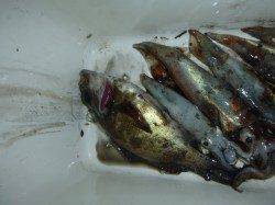 夜の兵突スルメイカだ!