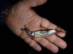 夜の兵突スルメイカだ!