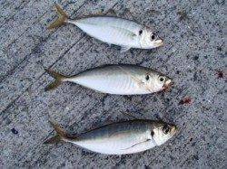 飛ばしサビキで中アジ！泉大津RT！夕方