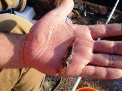 飛ばしサビキで中アジ！泉大津RT！夕方