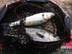 『エビ撒きでハネファイト!』南芦屋浜