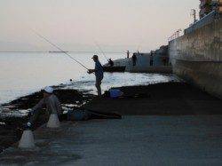 『エビ撒きでハネファイト!』南芦屋浜