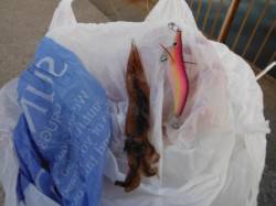 『スルメイカいい感じ～♪』南芦屋浜 