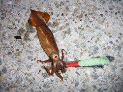 『スルメイカいい感じ～♪』南芦屋浜