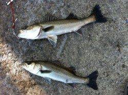 泉佐野食コン シュート付近でハネの釣果