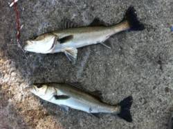 泉佐野食コン　シュート付近でハネの釣果