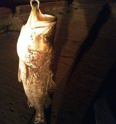 貝塚港　バチシーバス！！