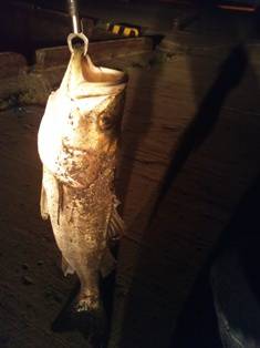 貝塚港　バチシーバス！！