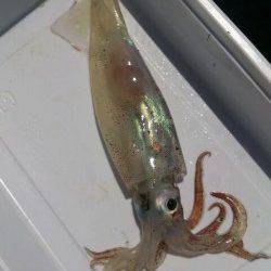 【むこいちスルメきた！】むこがわＲＴ