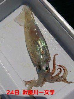 【むこいちスルメきた！】むこがわＲＴ