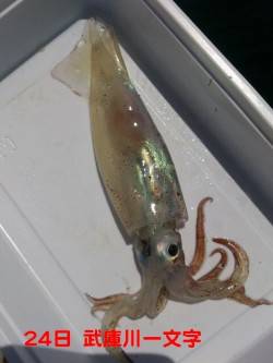 【むこいちスルメきた！】むこがわＲＴ 