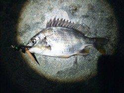 ☆チヌボンボン楽しいよ☆