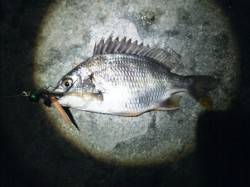 ☆チヌボンボン楽しいよ☆  