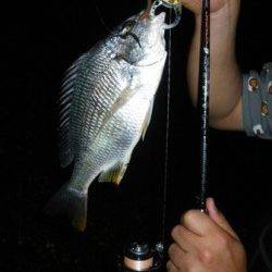 ☆チヌボンボン楽しいよ☆