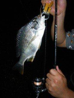 ☆チヌボンボン楽しいよ☆