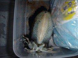 兵突の楽しいイカ釣り！
