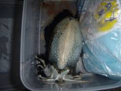 兵突の楽しいイカ釣り！