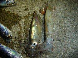 兵突の楽しいイカ釣り！