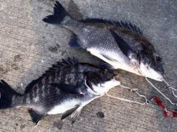 砂上げ場　紀州釣りでチヌ♪