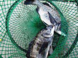 砂上げ場　紀州釣りでチヌ♪