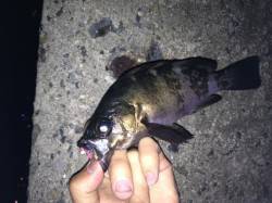 メバリング まだまだ釣れますin垂水一文字…