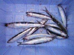 【カタクチイワシ入れ食いモード突入!】