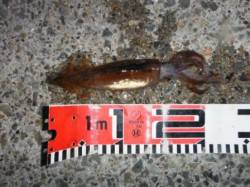 【スルメイカも釣れ出した～♪】南芦屋浜 