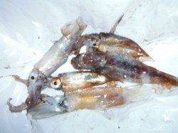 【スルメイカも釣れ出した～♪】南芦屋浜