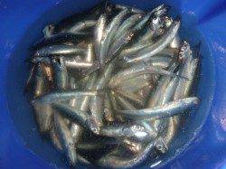 夜の兵突サビキ釣りで３桁！