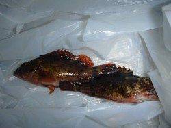 夜の兵突サビキ釣りで３桁！