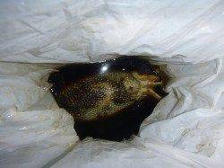 夜の兵突イカ、タコ情報！