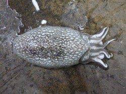 夜の兵突イカ、タコ情報！