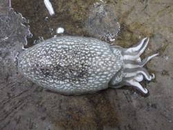 夜の兵突イカ、タコ情報！